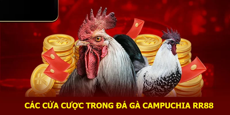 Các kèo cược trong đá gà RR88 Campuchia